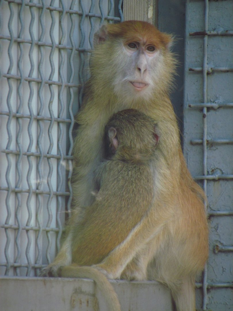 Patas monkey & baby
