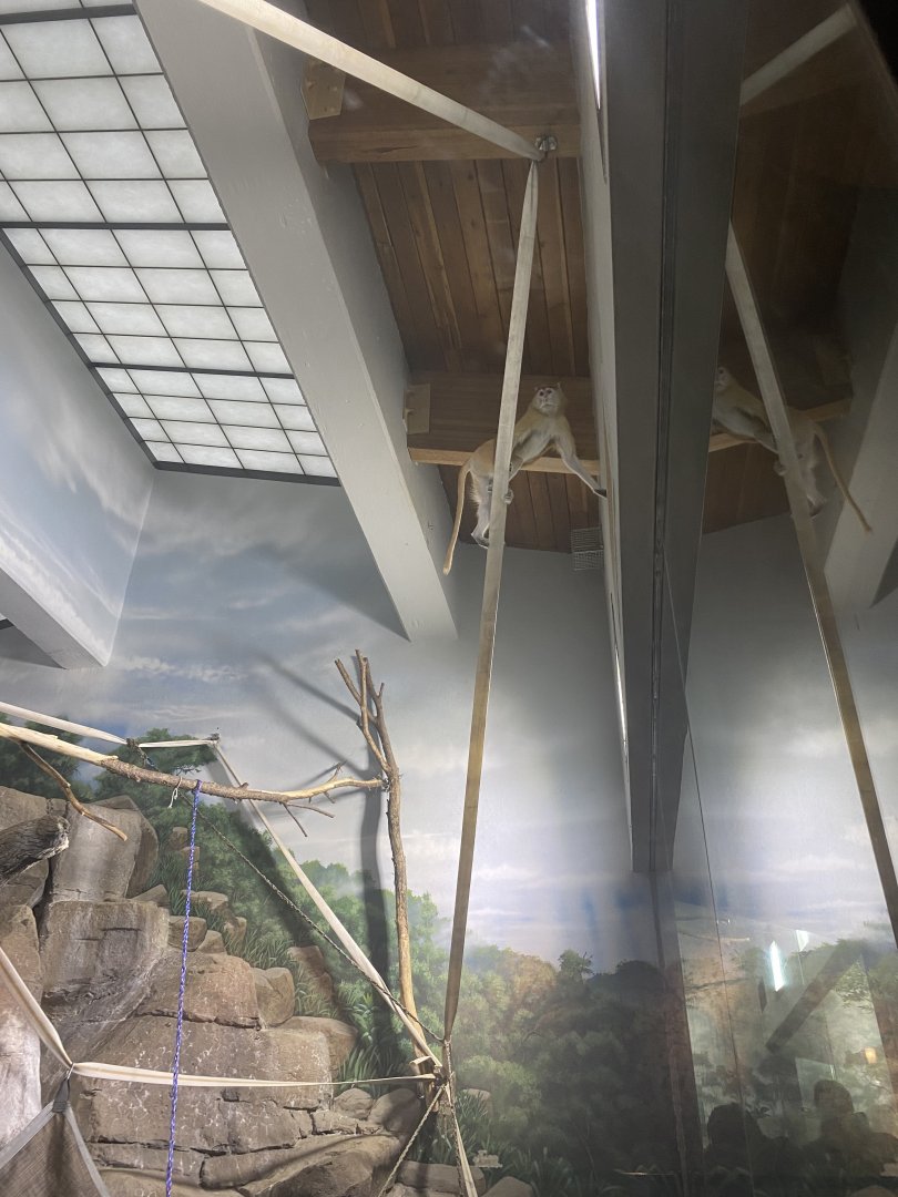 Patas Monkey Climbing