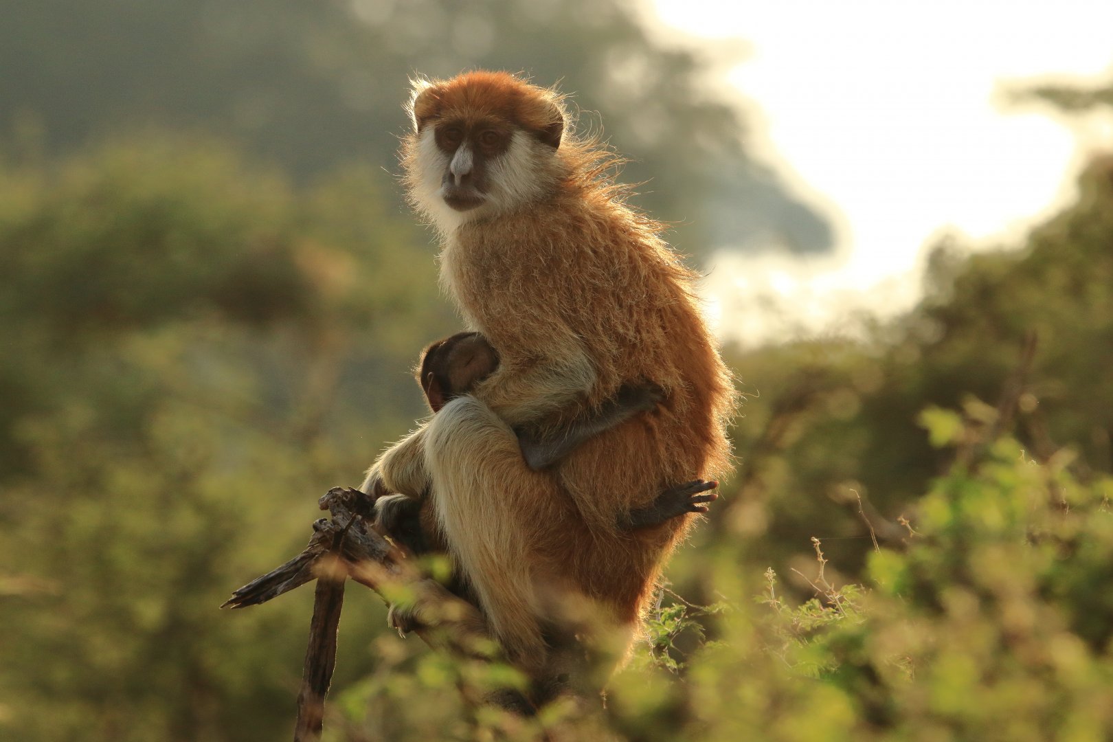 Patas monkey (December 2019)