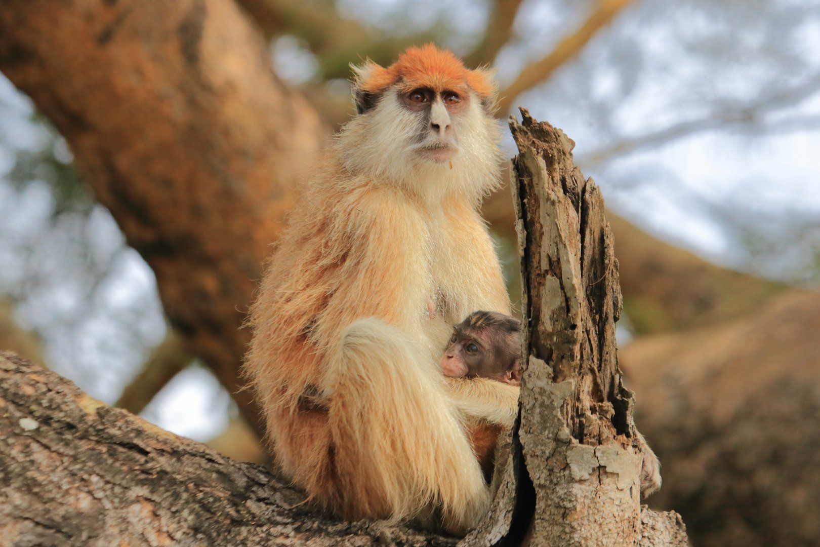 Patas monkey (December 2019)