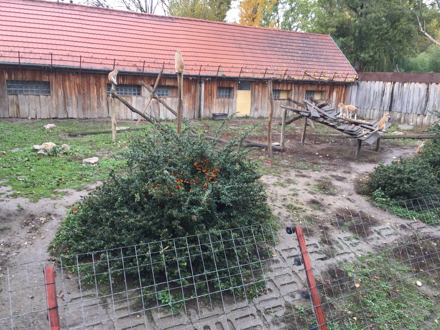 Patas monkey enclosure 10.2020.