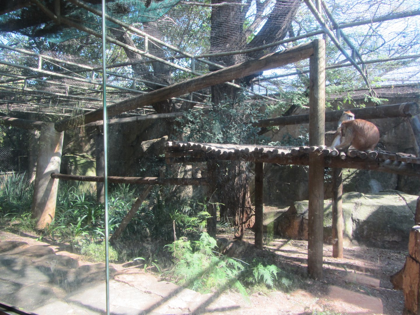 Patas Monkey Enclosure