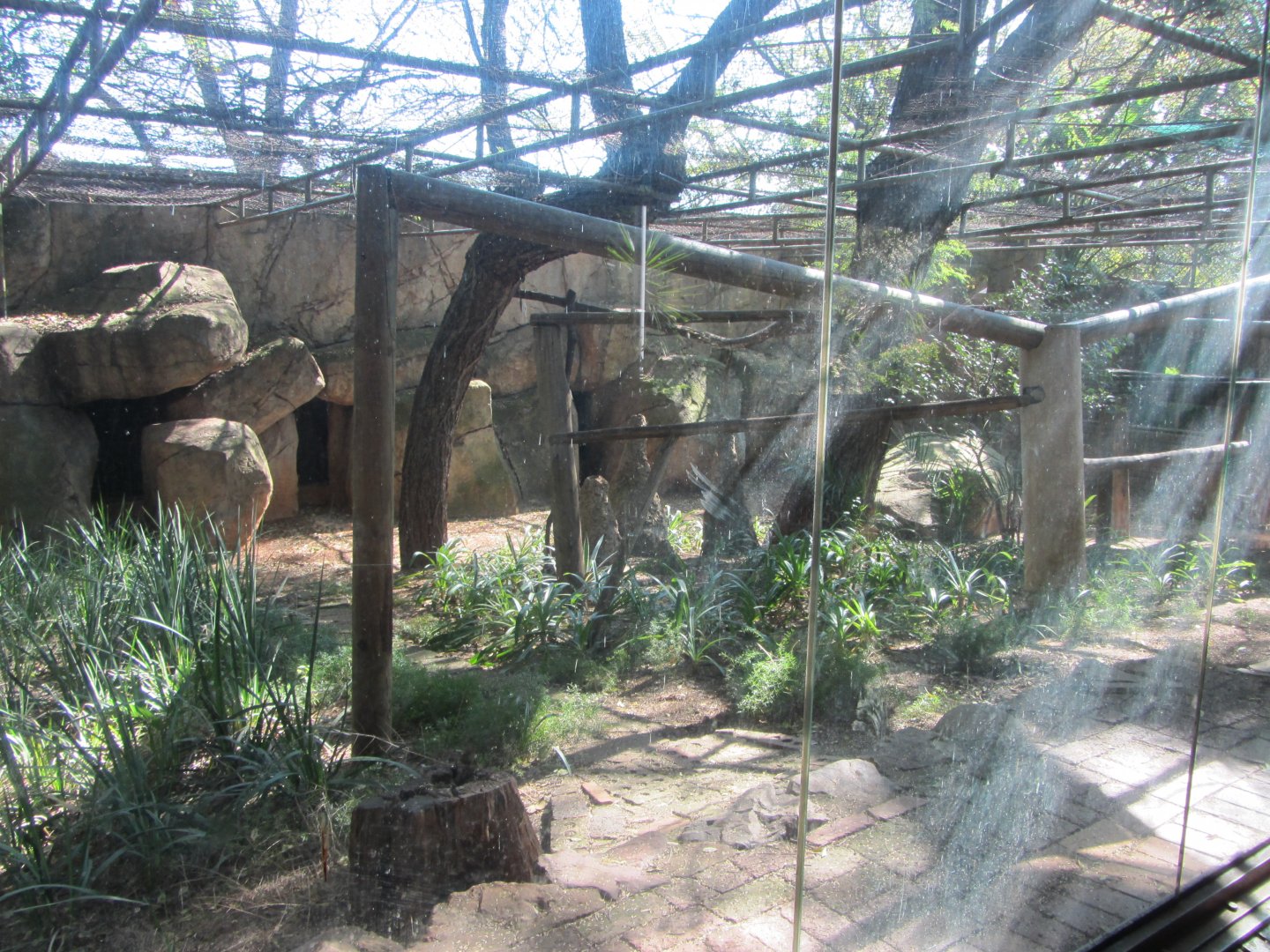 Patas Monkey Enclosure