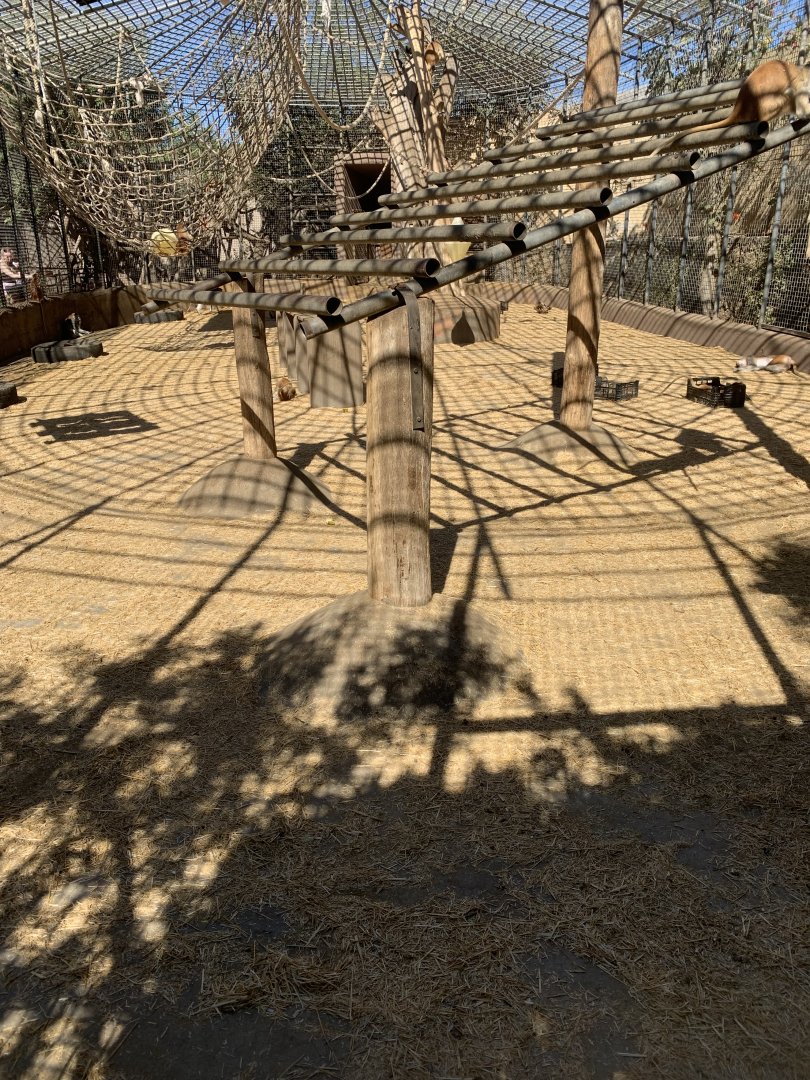 Patas Monkey enclosure