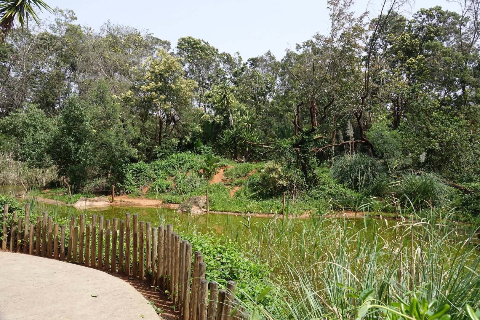 Patas Monkey Enclosure