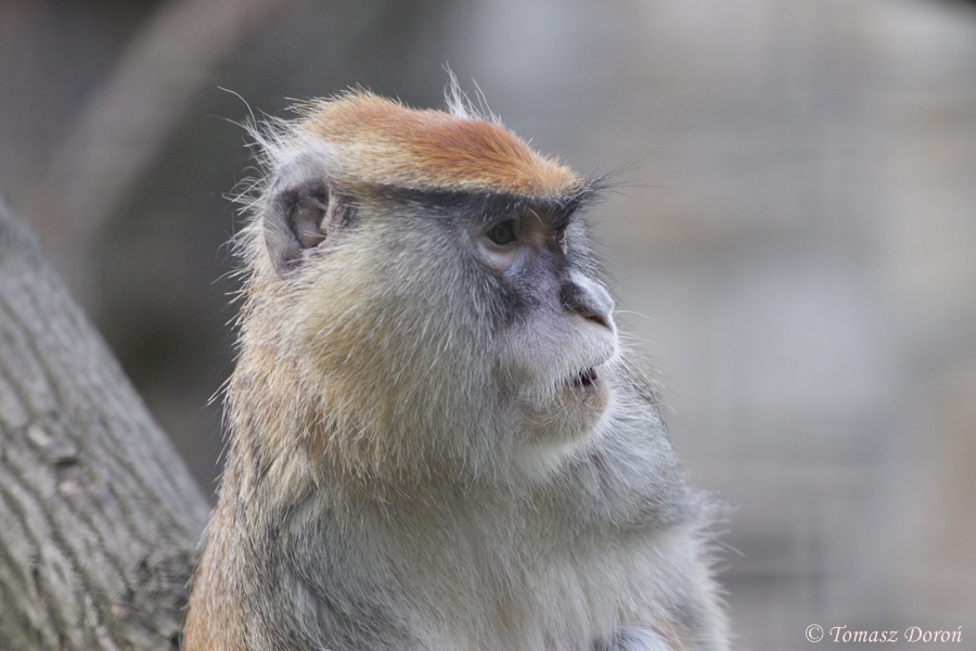 Patas Monkey (Erythrocebus patas) at Zamosc Zoo