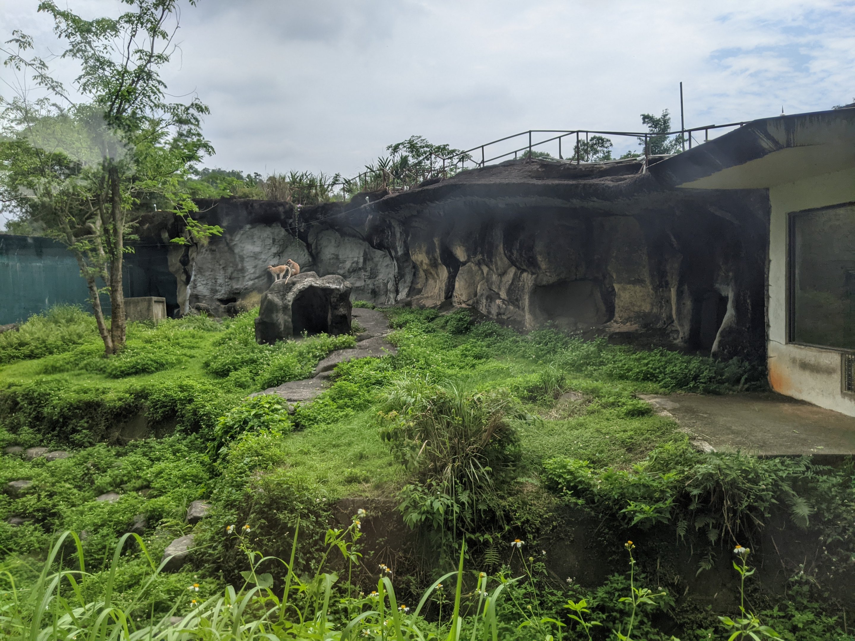 Patas Monkey (Erythrocebus patas) enclosure