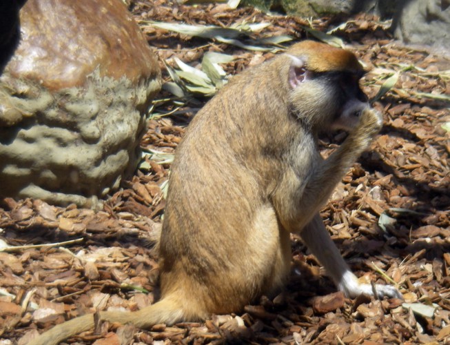 Patas monkey (Erythrocebus patas)