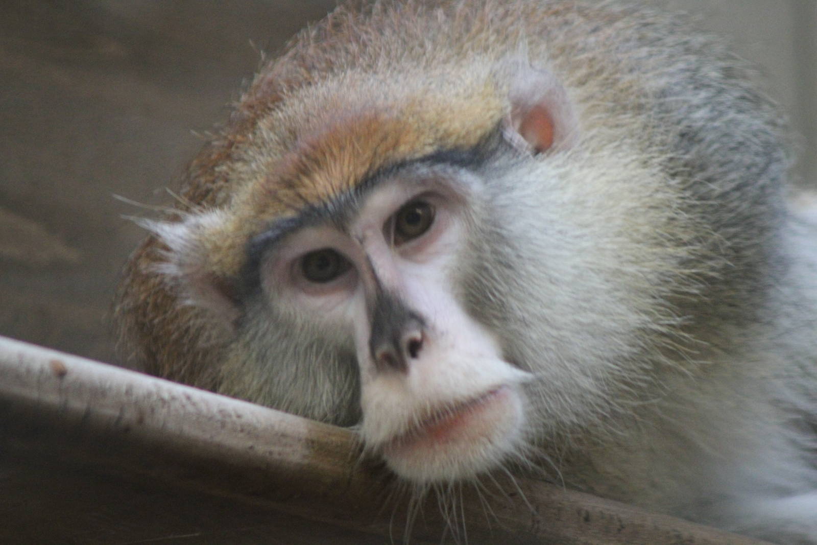 Patas Monkey (Erythrocebus patas)