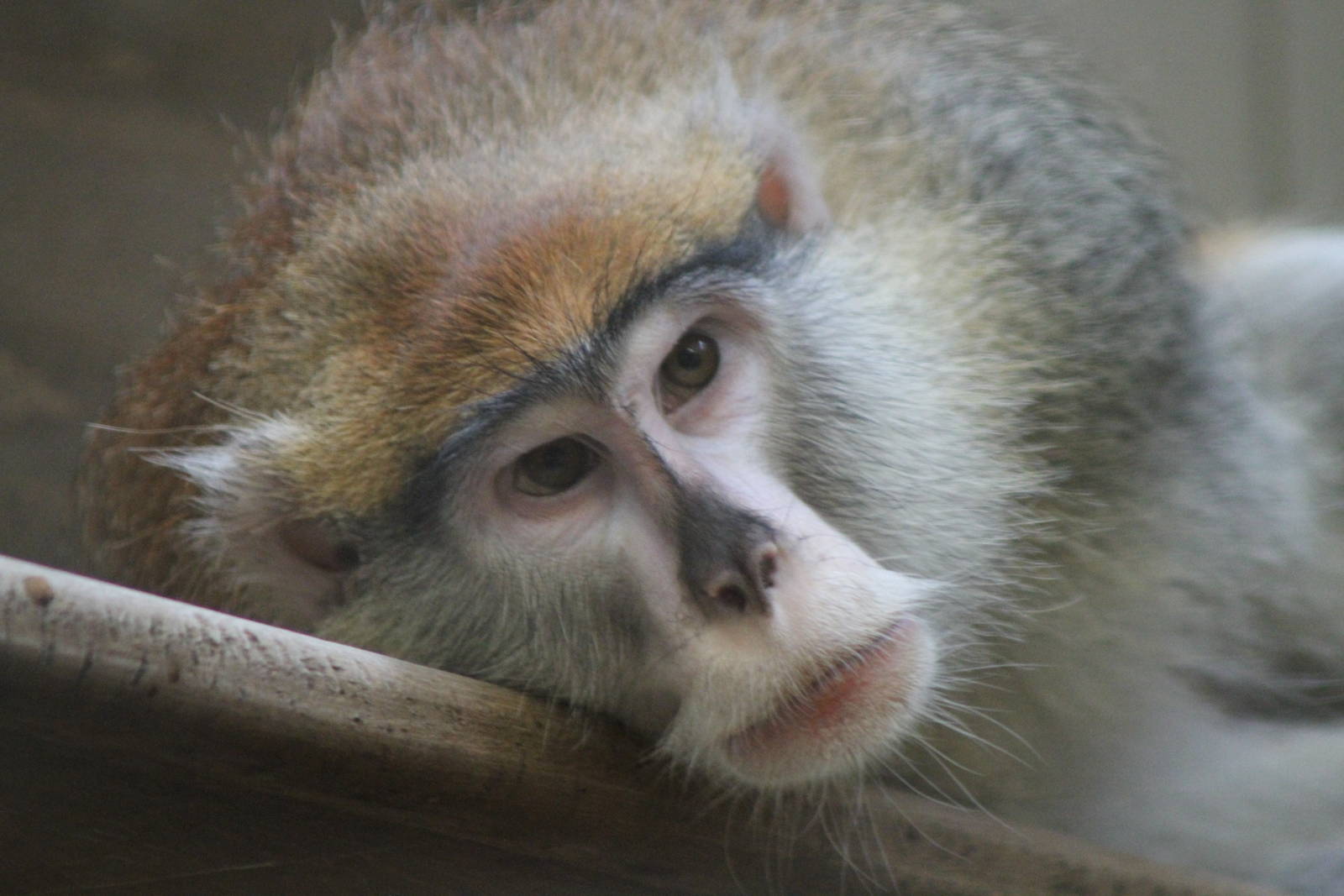 Patas Monkey (Erythrocebus patas)