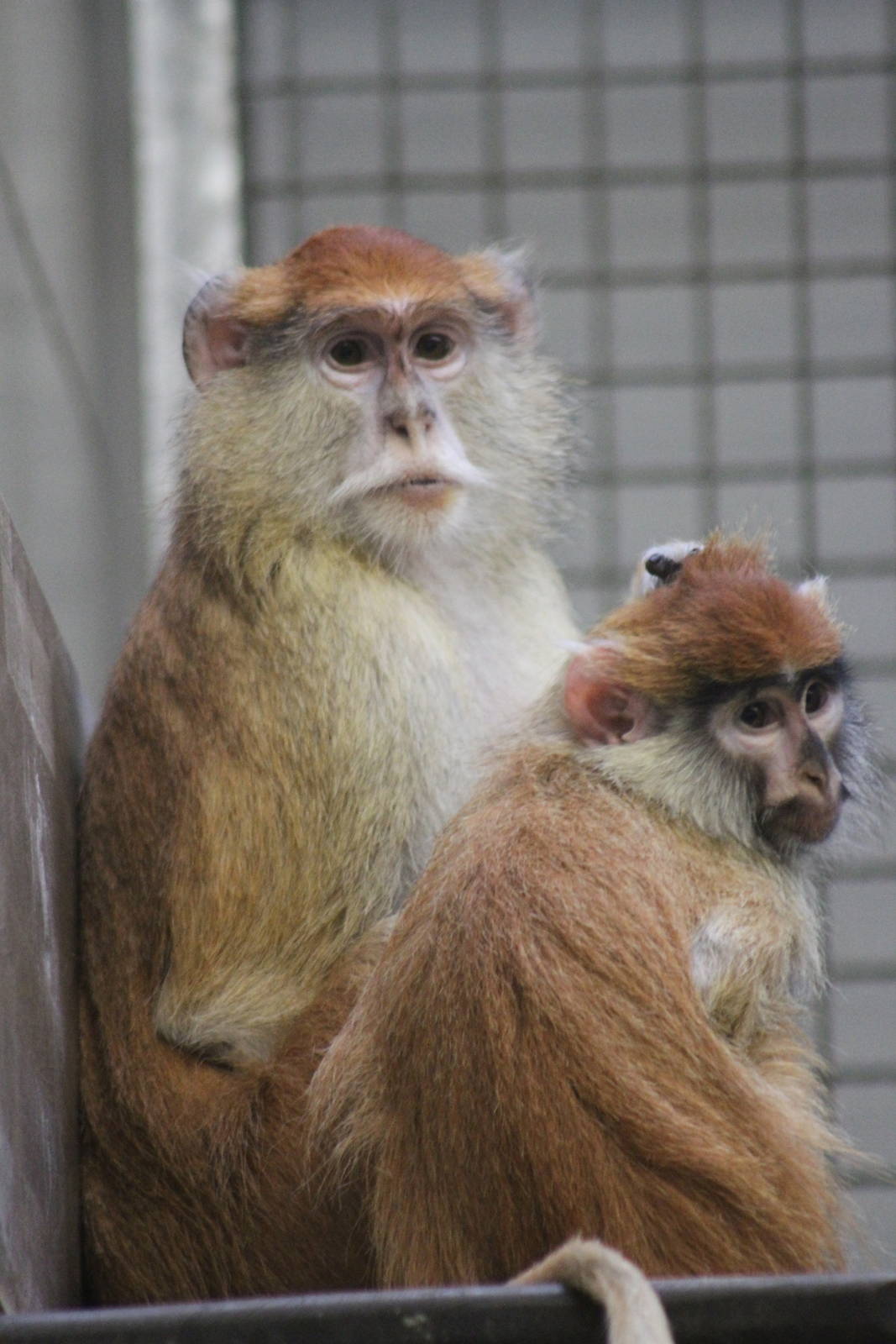 Patas Monkey (Erythrocebus patas)