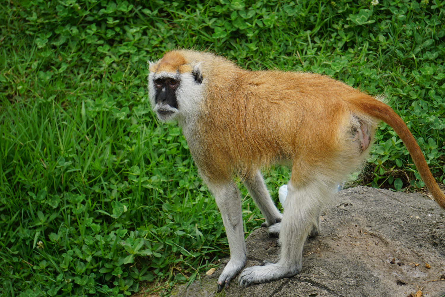 Patas monkey (Erythrocebus patas)