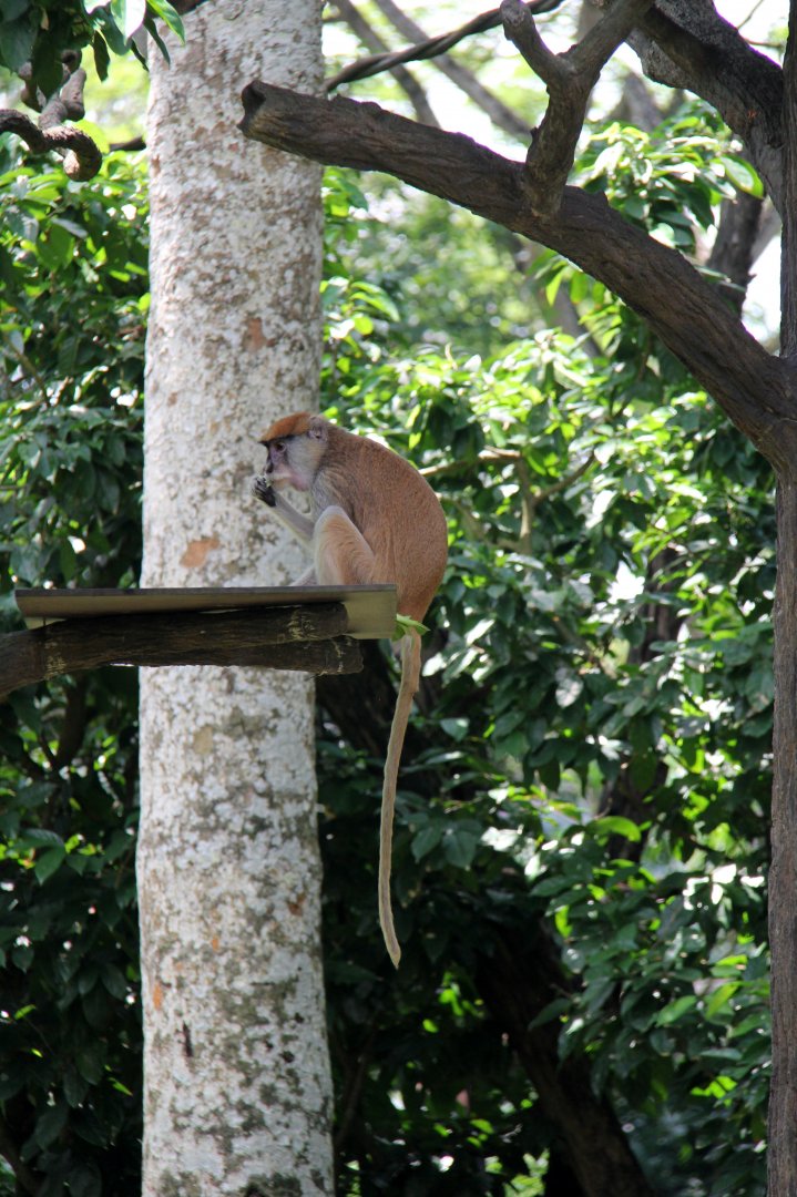 patas monkey (Erythrocebus patas)