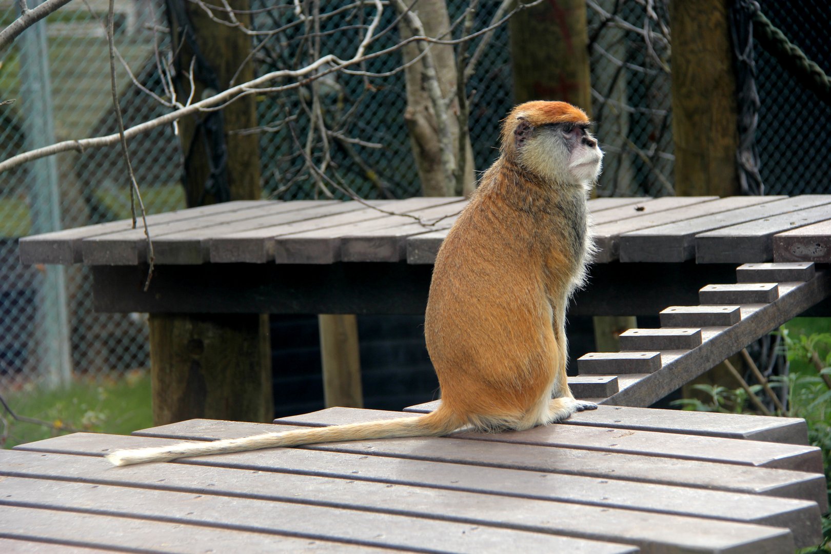patas monkey (Erythrocebus patas)