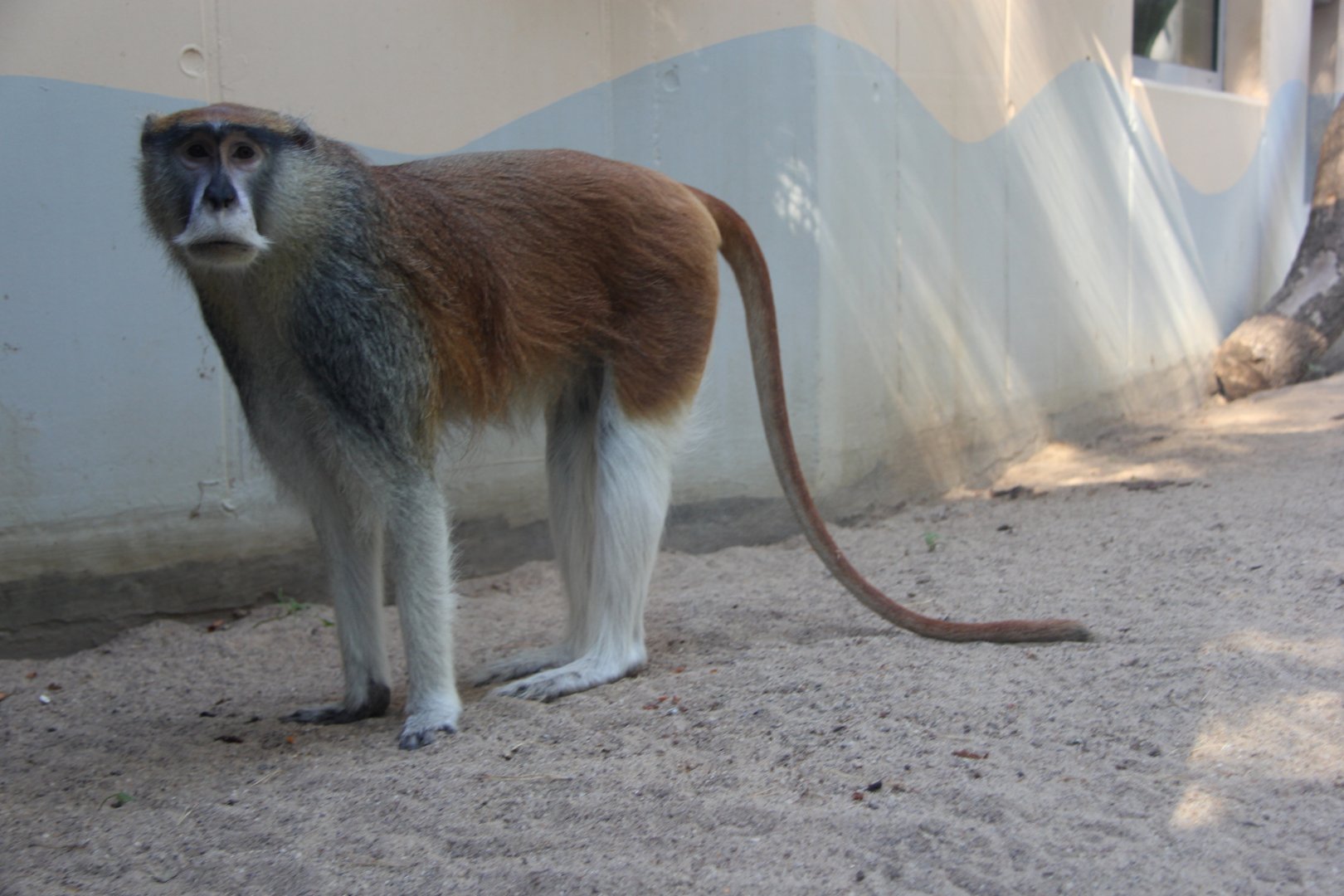 patas monkey (Erythrocebus patas)