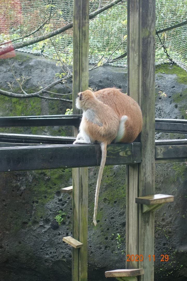 Patas Monkey(Erythrocebus patas)