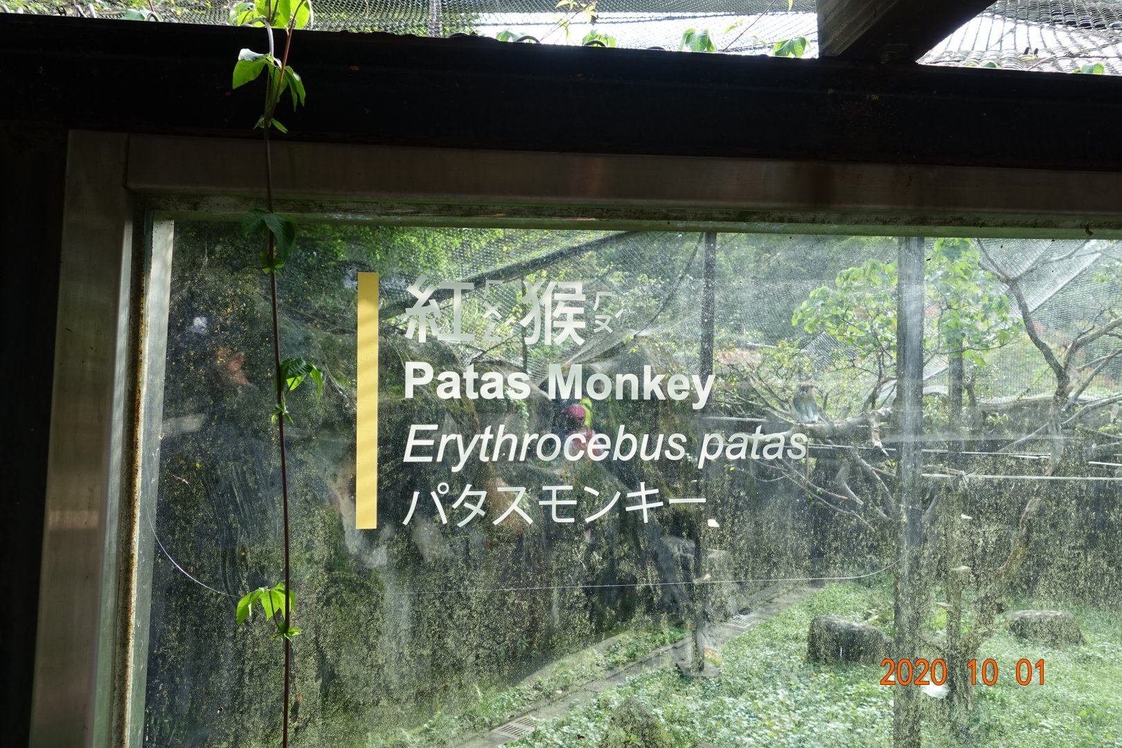 Patas Monkey (Erythrocebus patas)