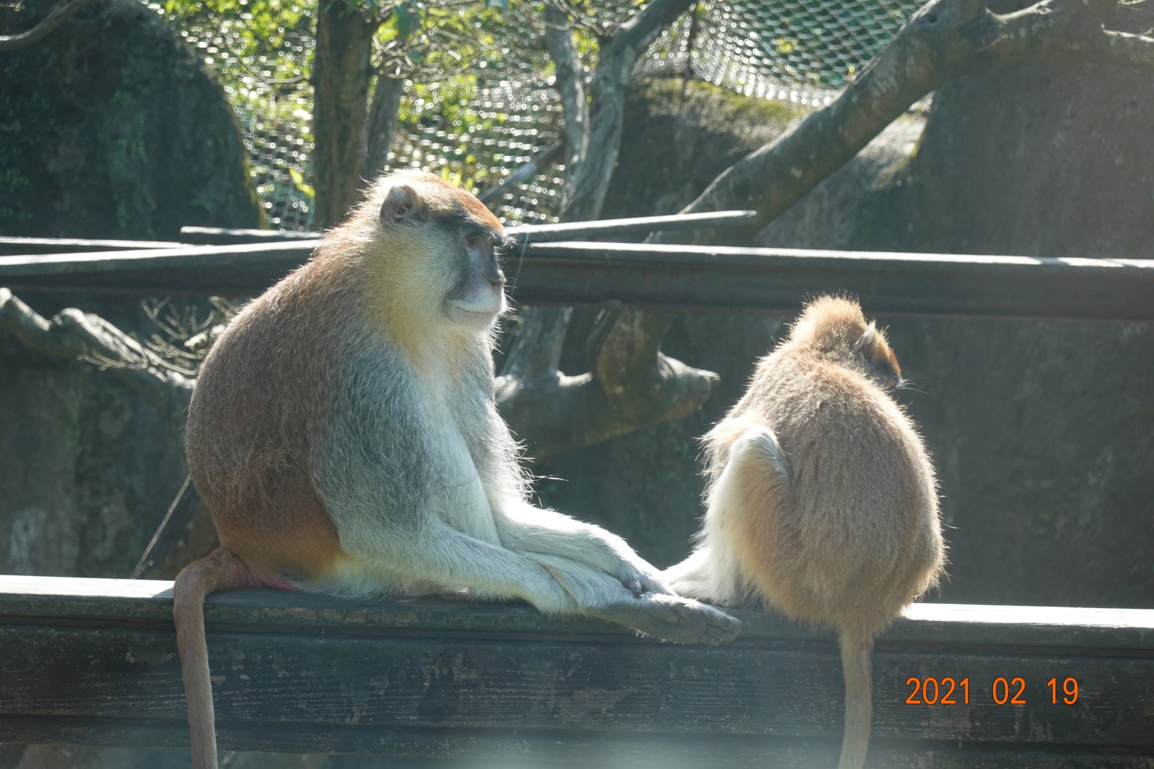 Patas Monkey (Erythrocebus patas)