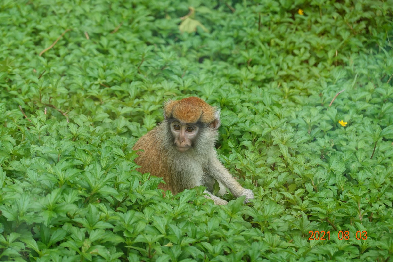 Patas Monkey (Erythrocebus patas)