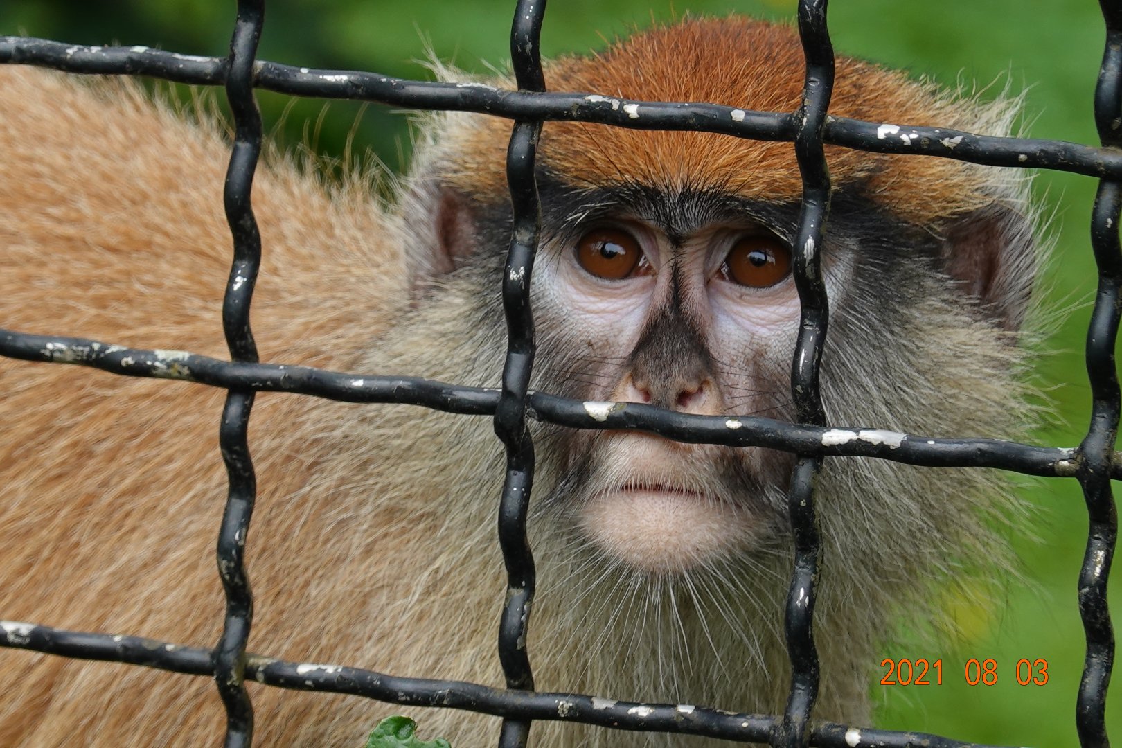 Patas Monkey (Erythrocebus patas)