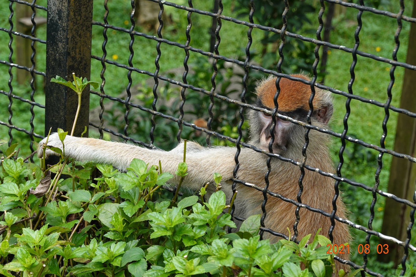 Patas Monkey (Erythrocebus patas)