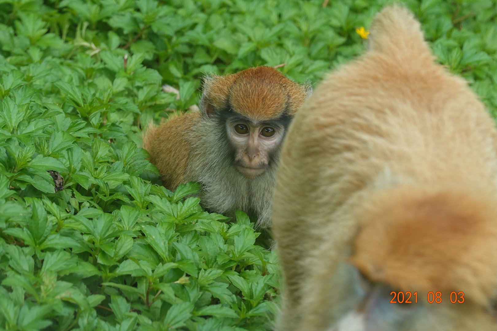 Patas Monkey (Erythrocebus patas)