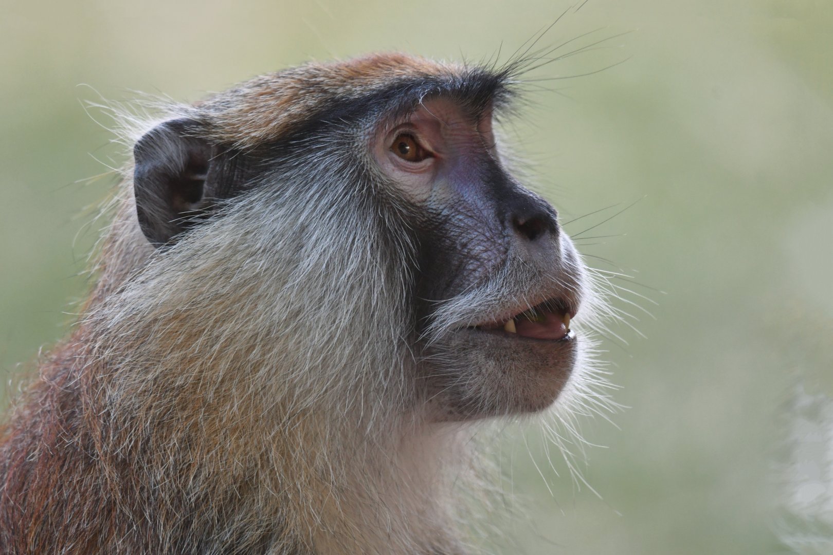 Patas monkey (Erythrocebus patas)