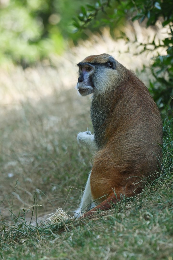 Patas monkey (Erythrocebus patas)