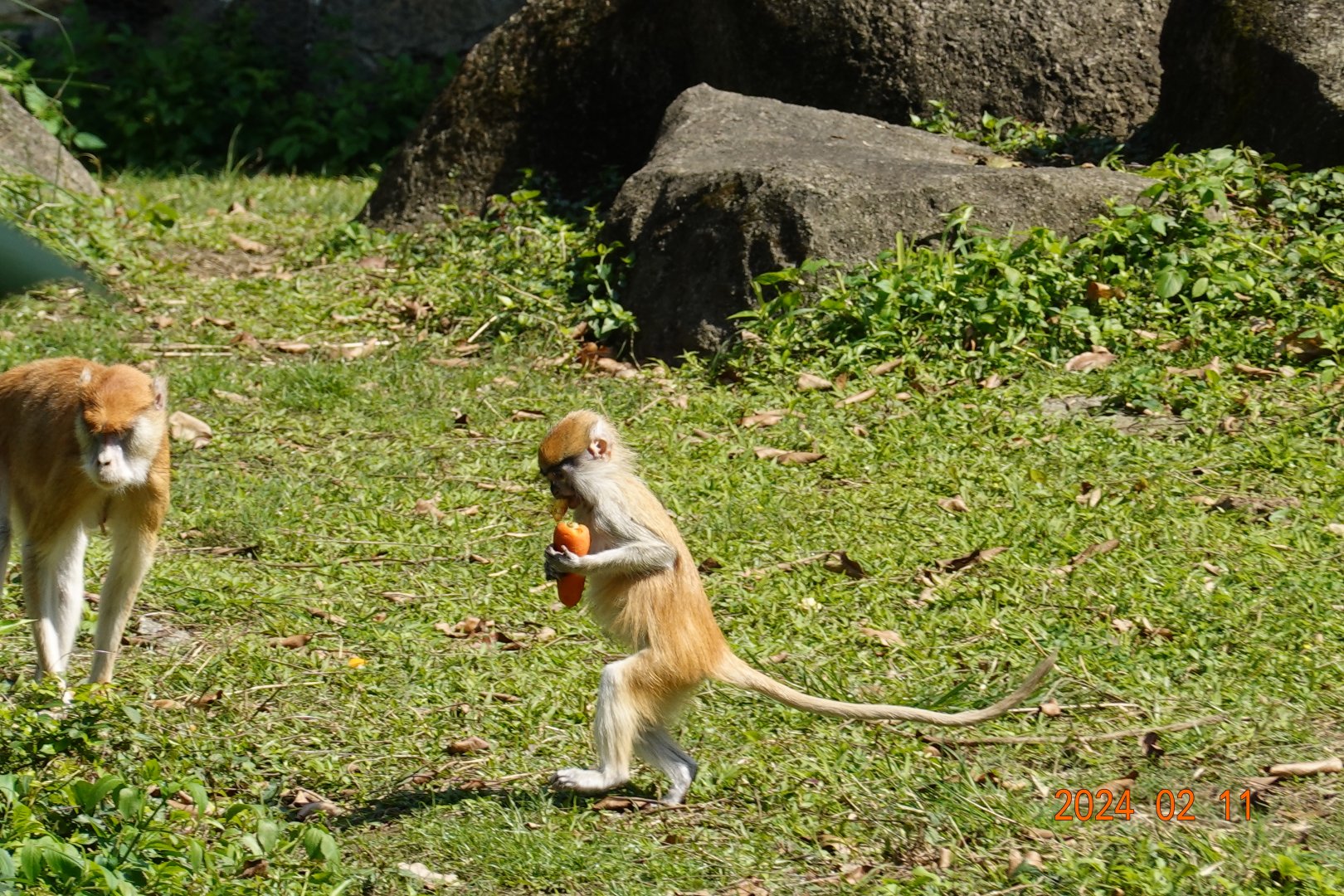 Patas Monkey (Erythrocebus patas)