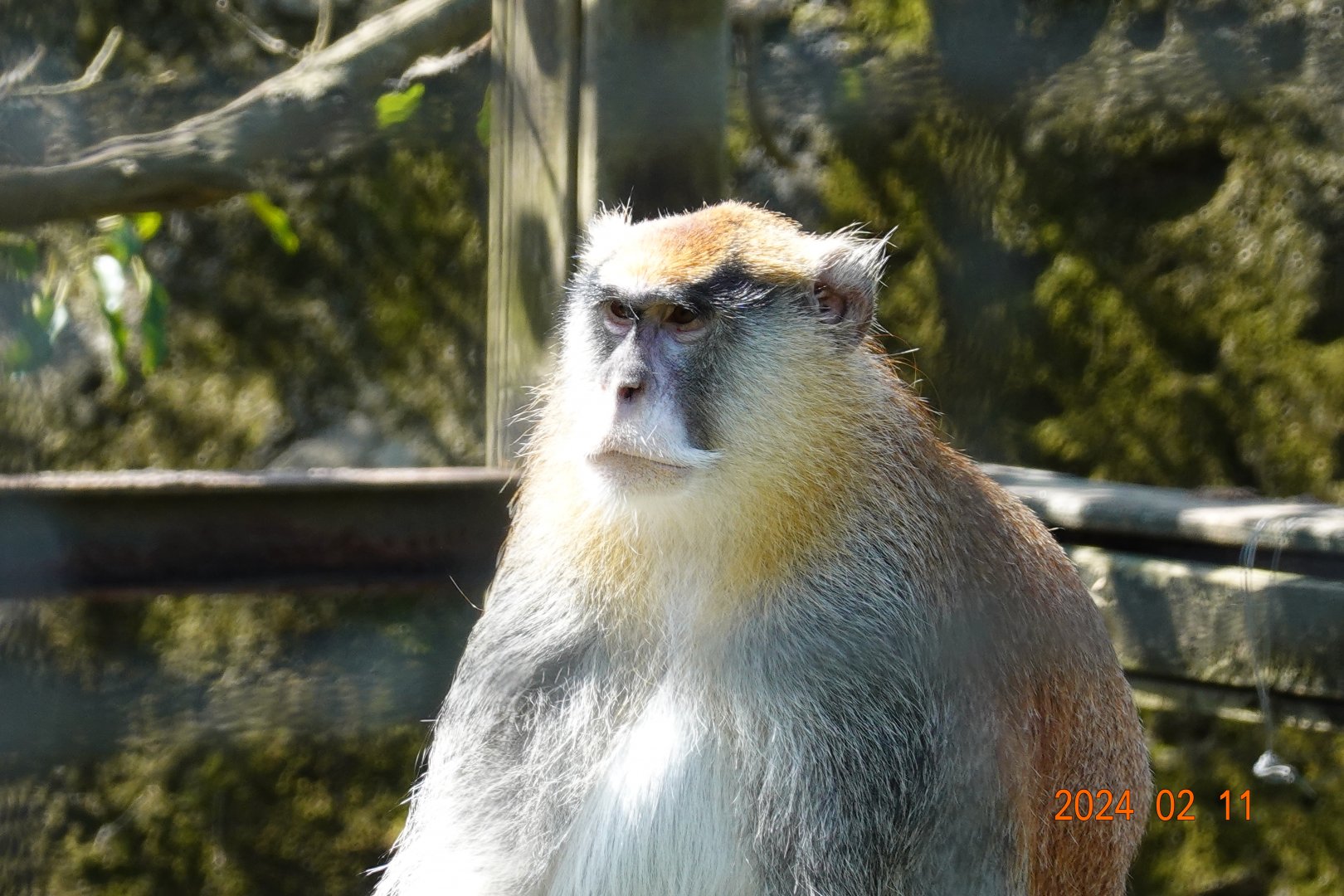 Patas Monkey (Erythrocebus patas)