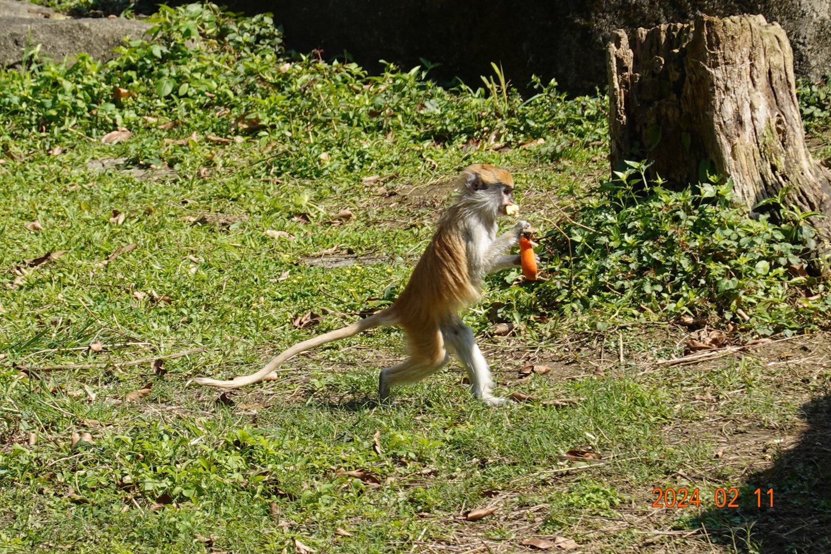 Patas Monkey (Erythrocebus patas)