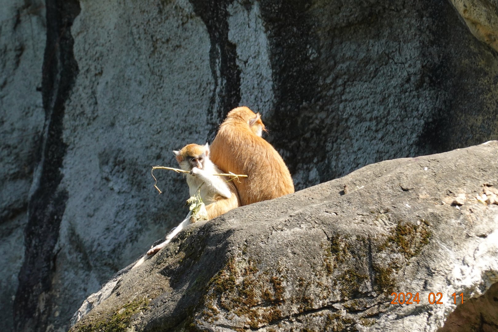 Patas Monkey (Erythrocebus patas)