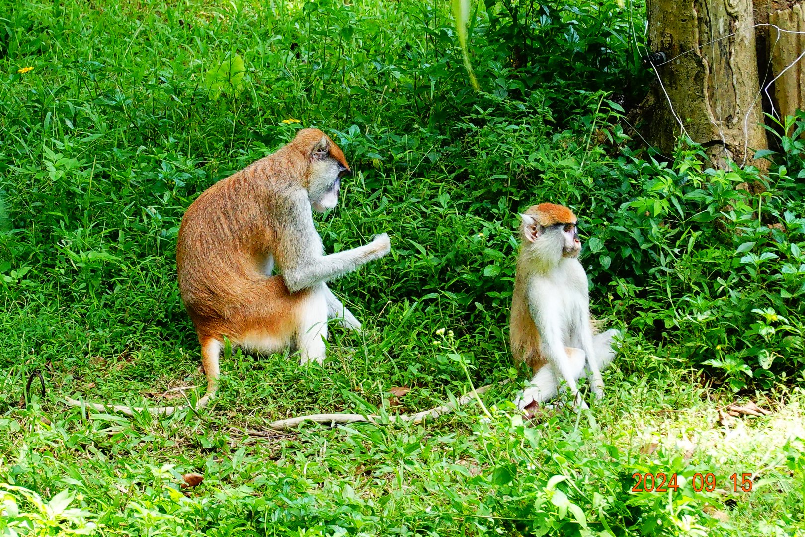 Patas Monkey (Erythrocebus patas)