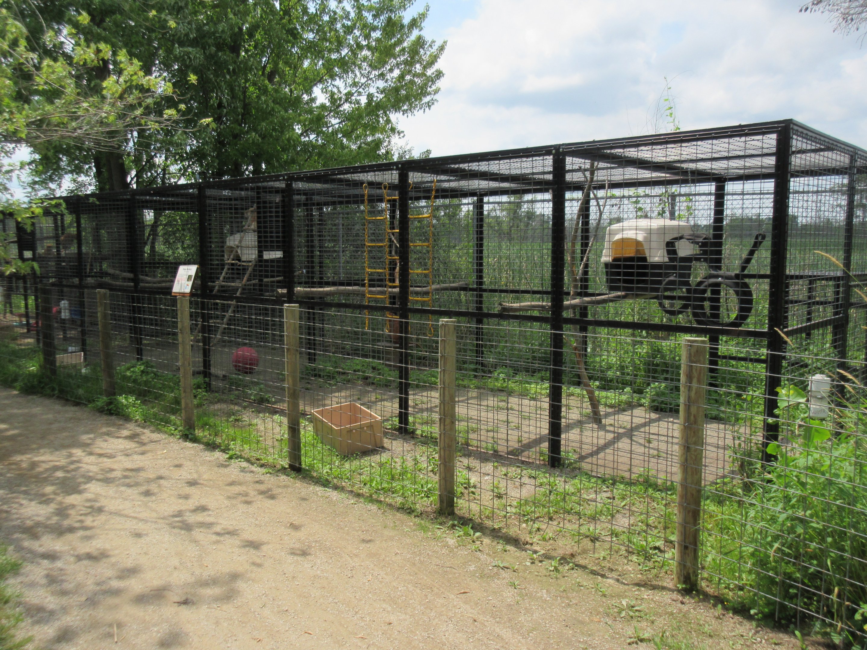 Patas Monkey Exhibit #1