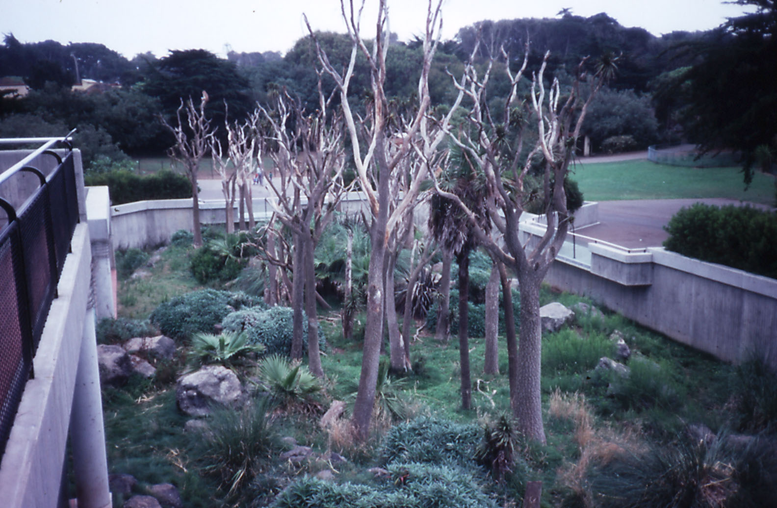 Patas Monkey exhibit - 1988