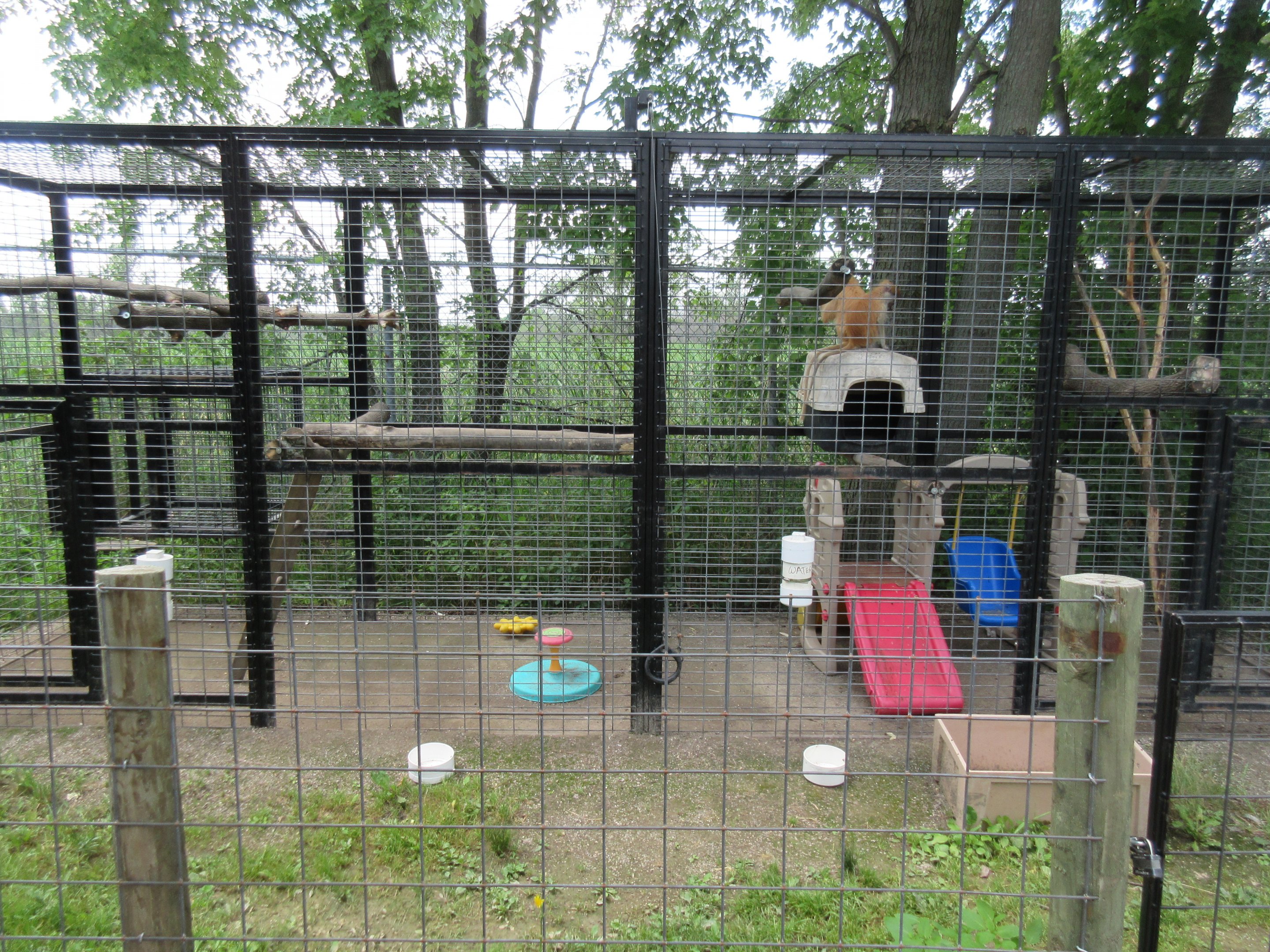 Patas Monkey Exhibit #2