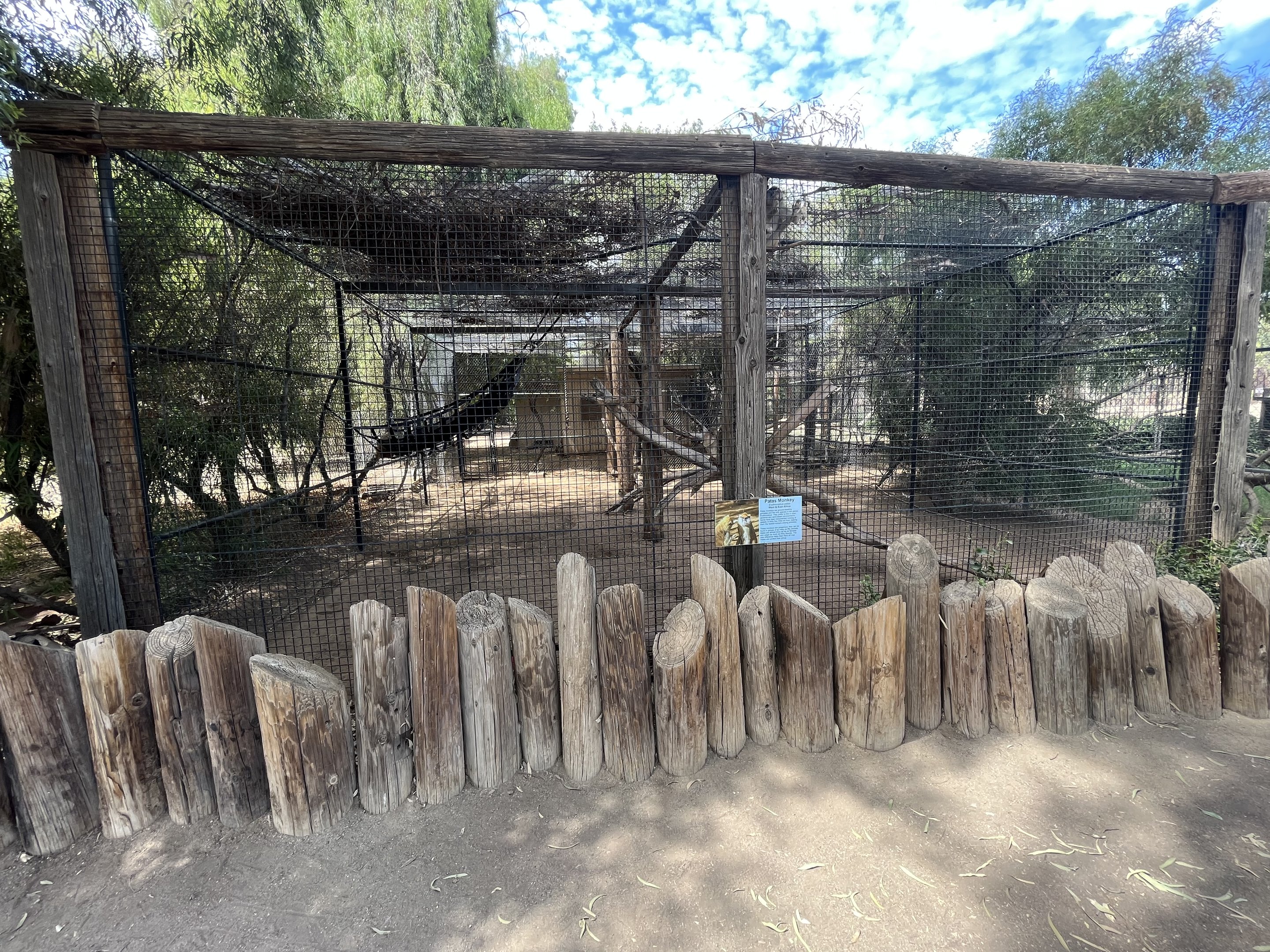 Patas Monkey Exhibit #2