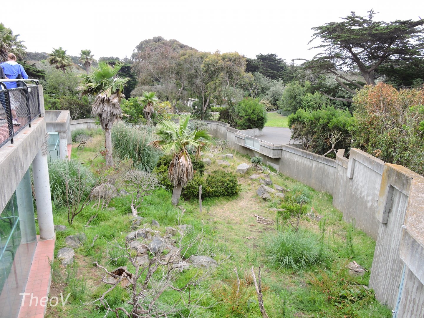 Patas monkey exhibit [2015]