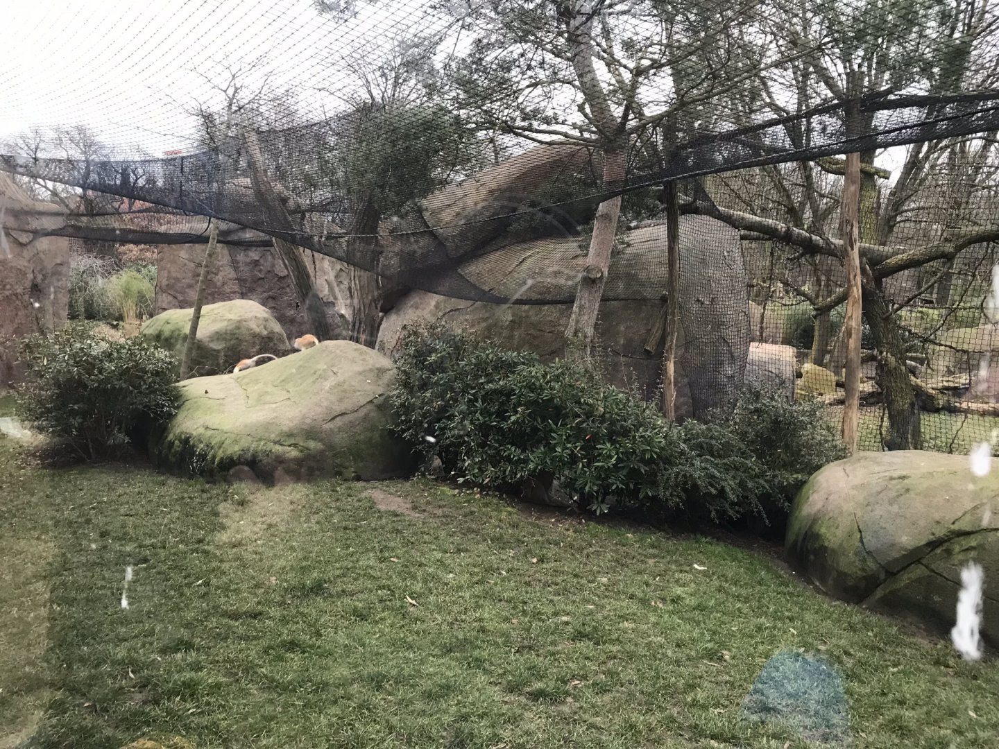 Patas monkey exhibit 280118