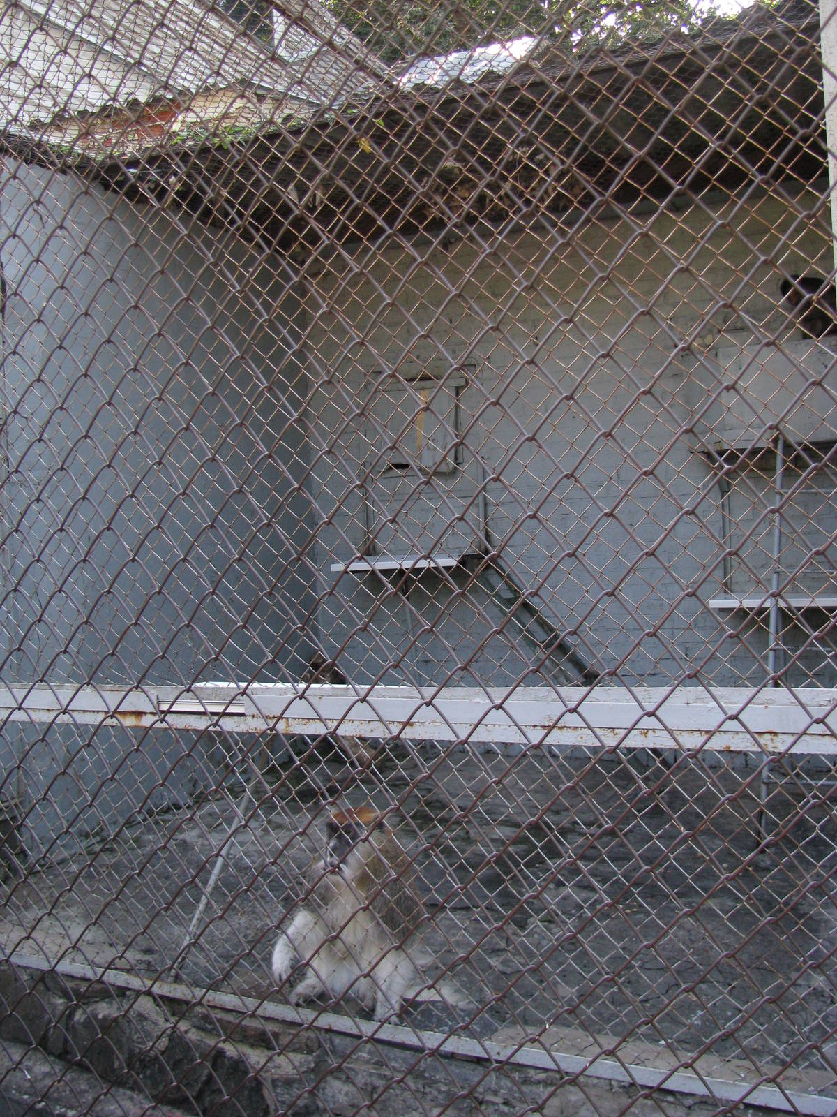 Patas monkey exhibit (2nd)