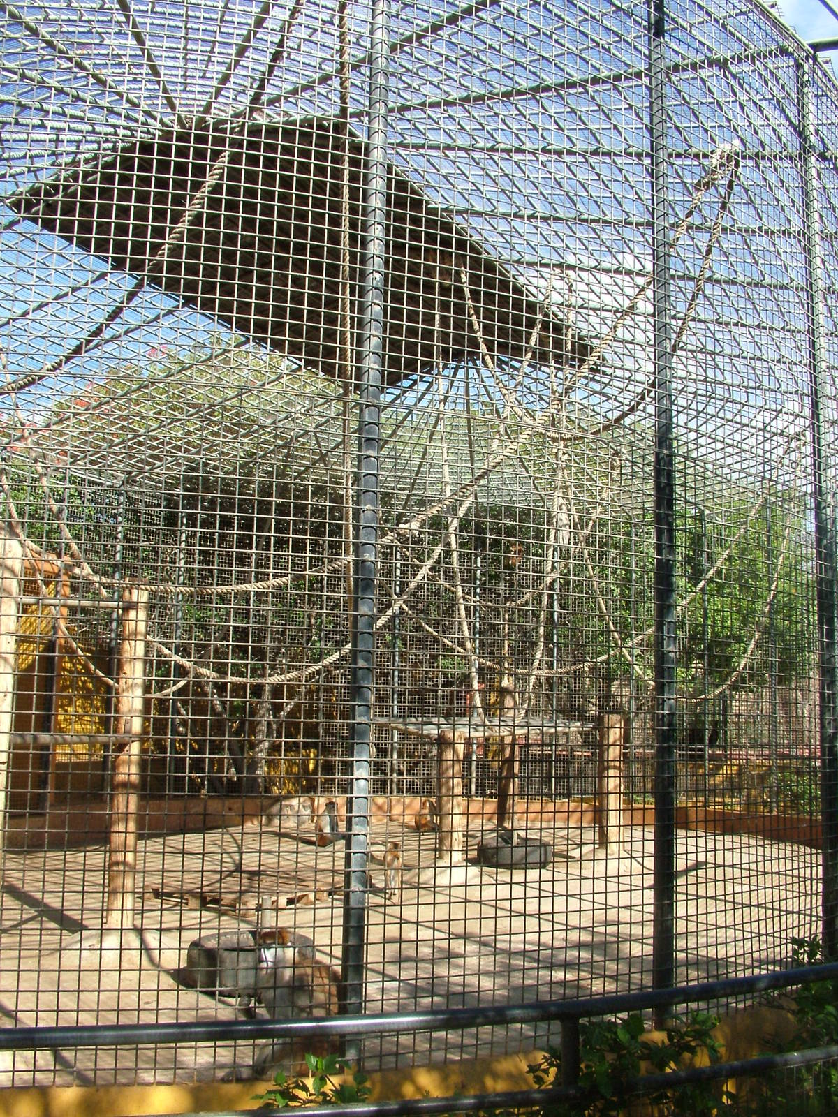 Patas Monkey Exhibit at Monkey Park, 09/11/10
