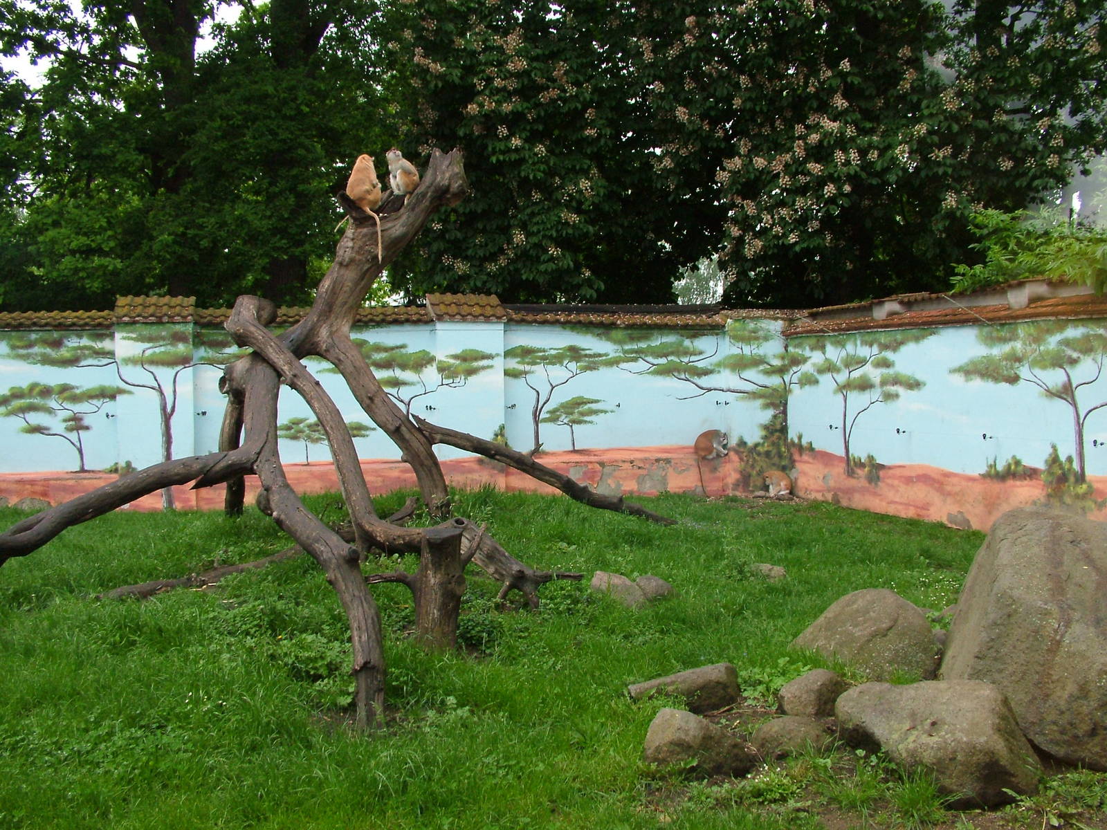 Patas Monkey exhibit at Ohrada, 26/05/10