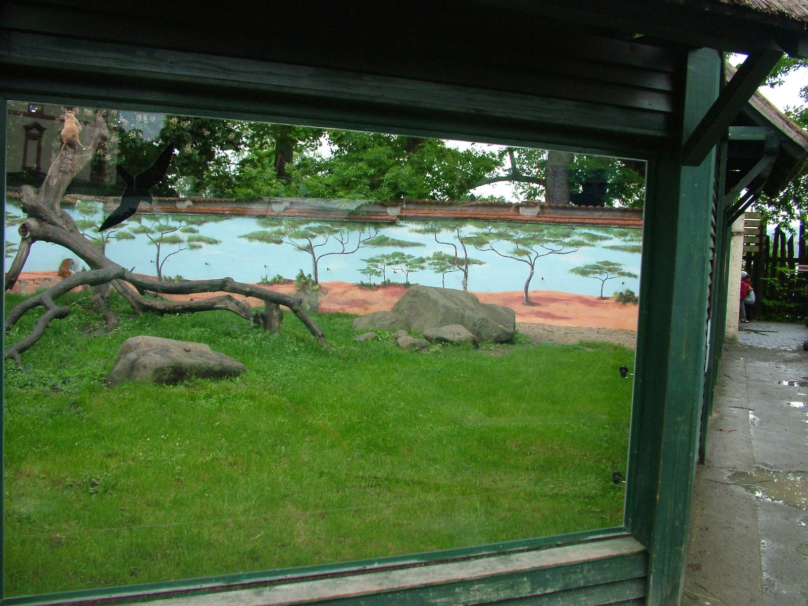 Patas Monkey exhibit at Ohrada, 26/05/10