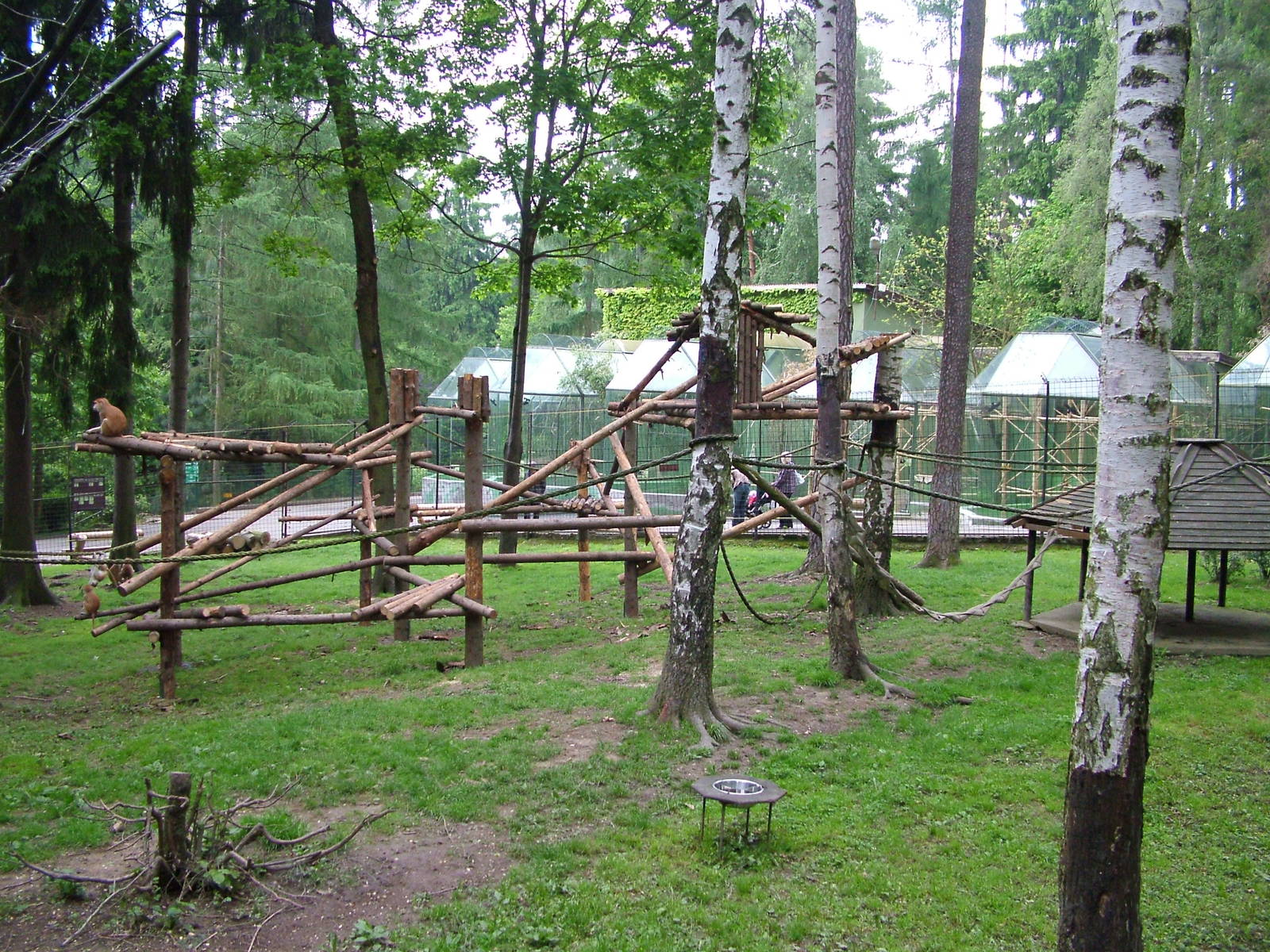 Patas Monkey exhibit at Olomouc 30/05/10
