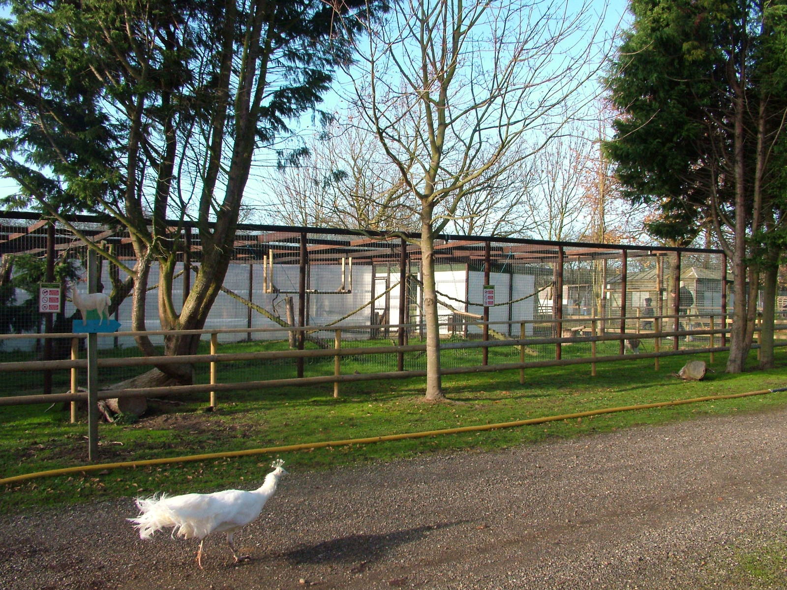 Patas Monkey exhibit at Wingham 28/11/09