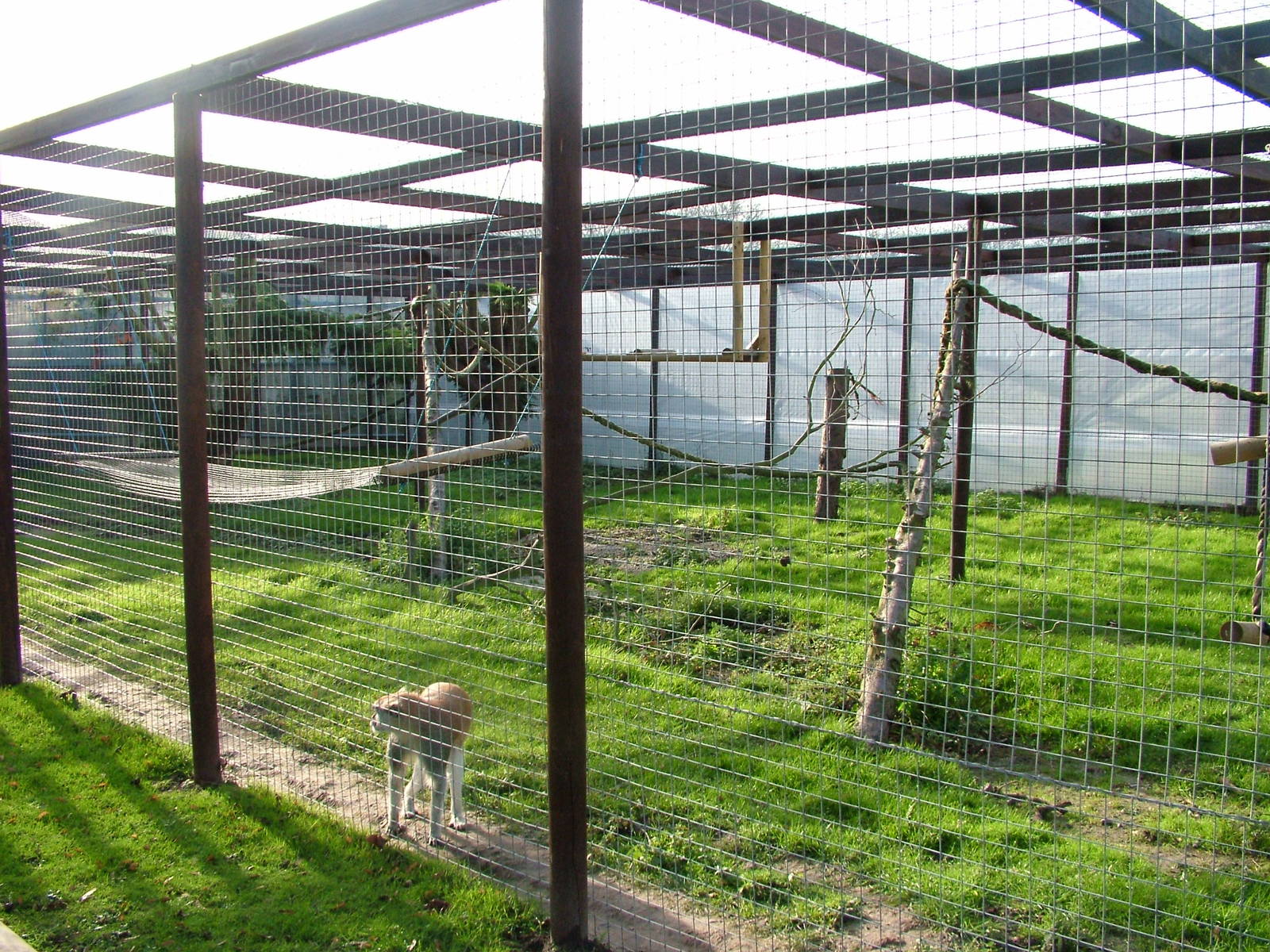 Patas Monkey exhibit at Wingham 28/11/09