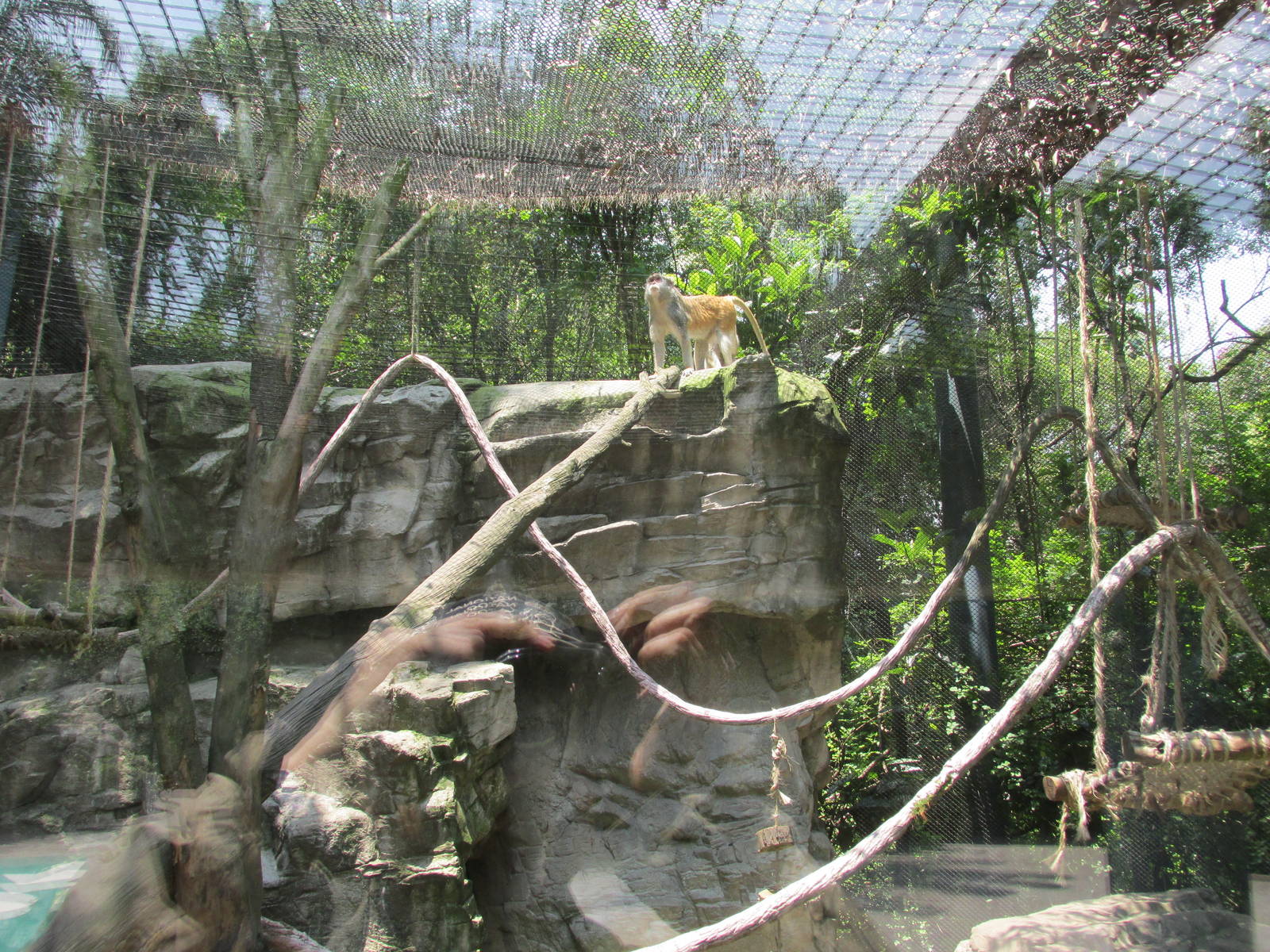 Patas monkey exhibit Chapultepec Zoo