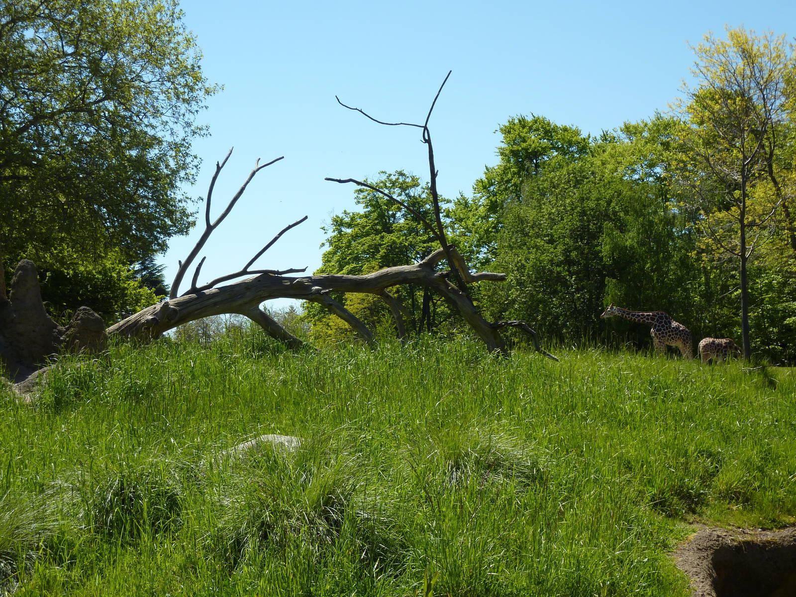 Patas Monkey Exhibit + Giraffes