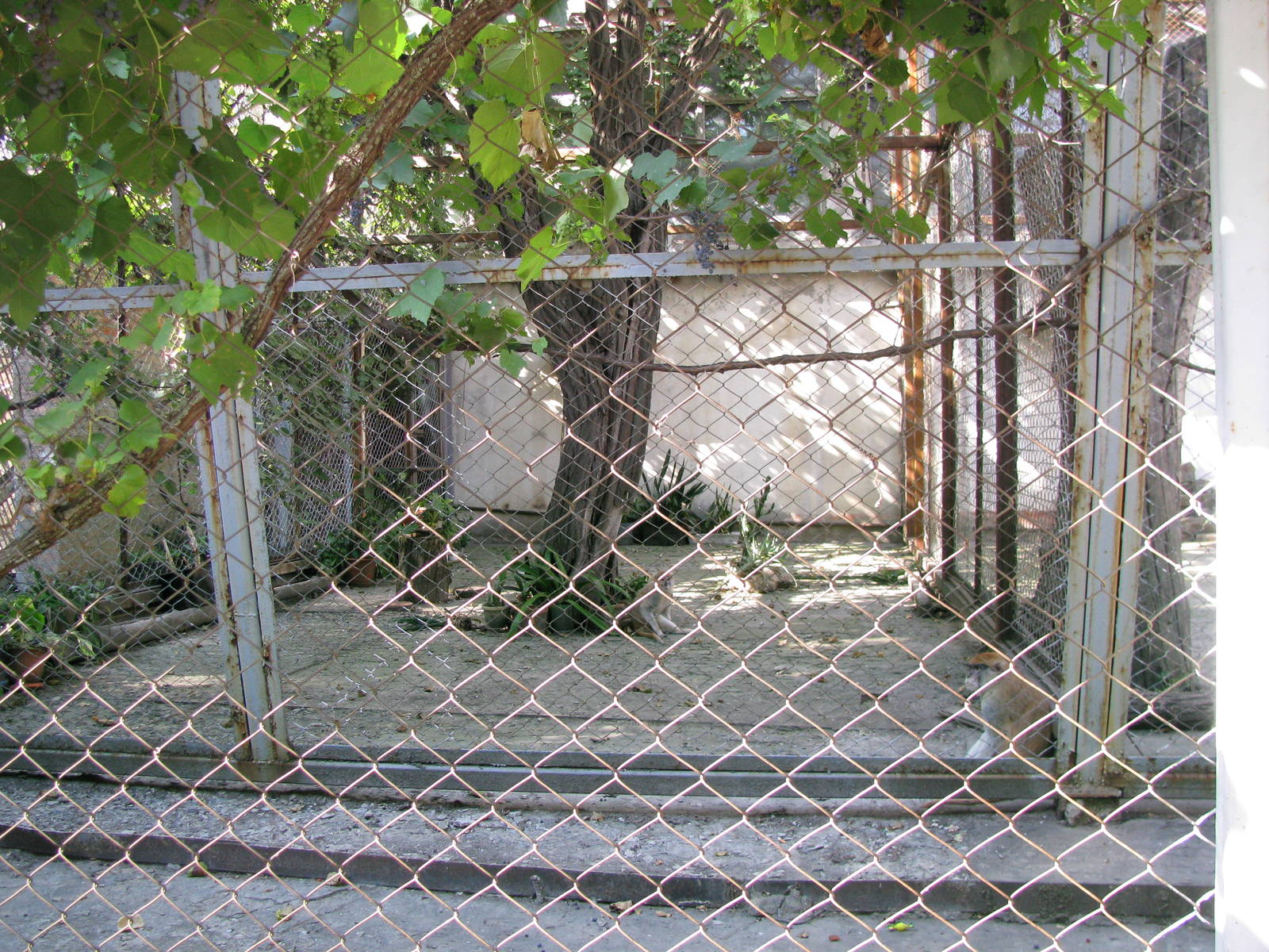 Patas monkey exhibit (one of two)