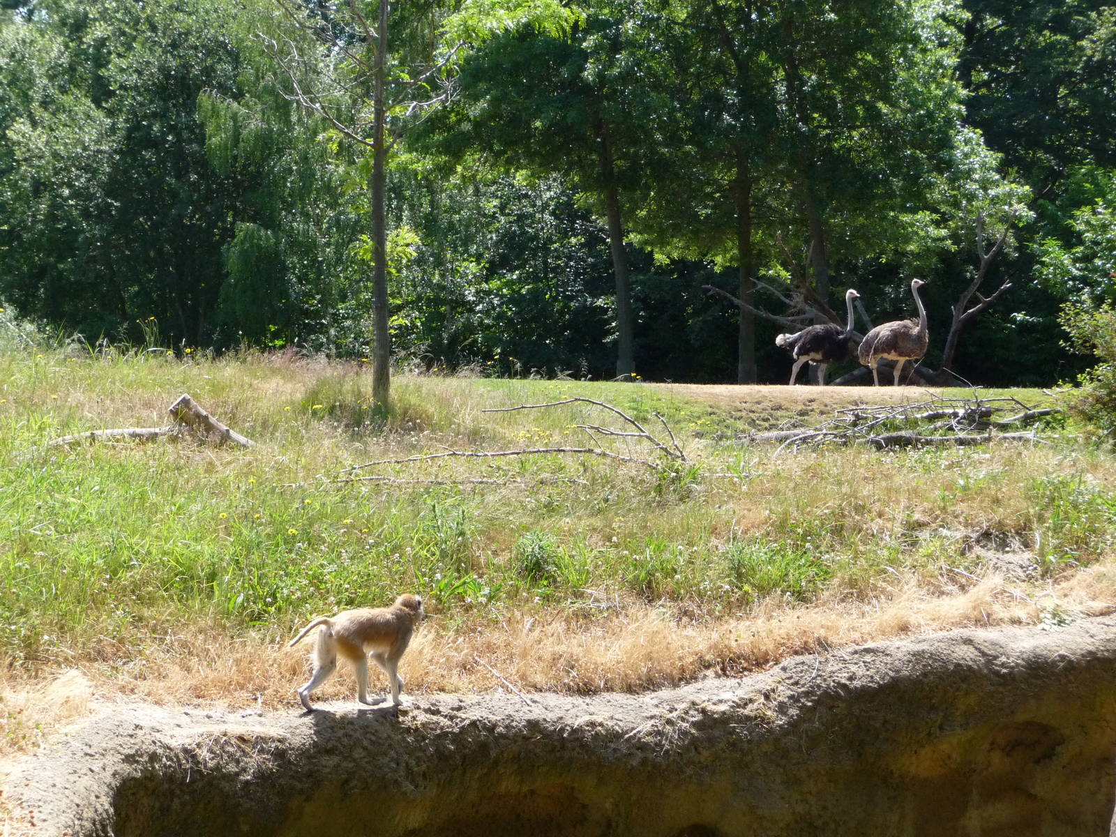 Patas Monkey Exhibit + Ostriches